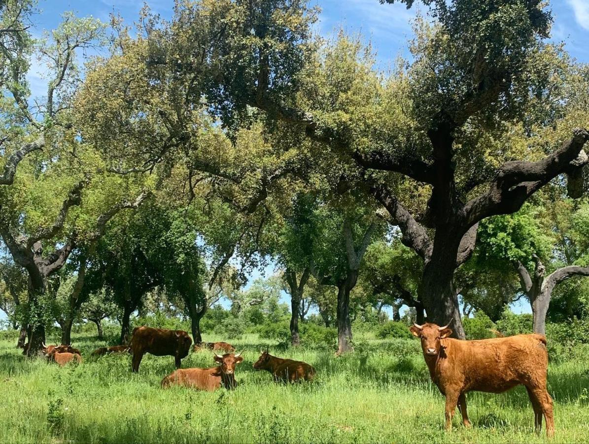 Herdade Da Maridona - Agroturismo Estremoz Exterior photo